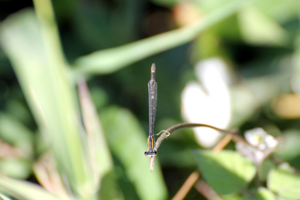 Ischnura elegans:  maschi e femmine